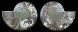 Polished Ammonite Pair - Agatized #51732-1